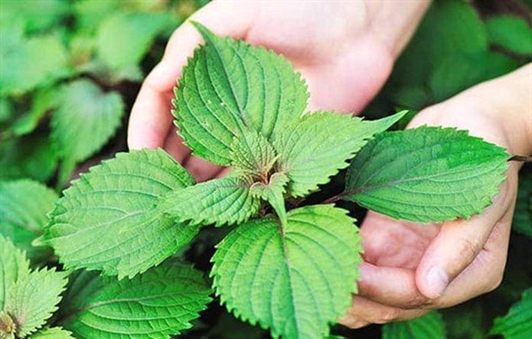 Điều trị mề đay mẩn ngứa bằng lá kinh giới