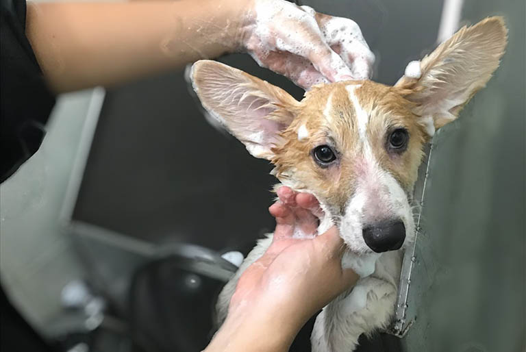 Trước và sau khi chạm, tiếp xúc trực tiếp với thú nuôi, bạn nên rửa sạch tay bằng xà phòng diệt khuẩn