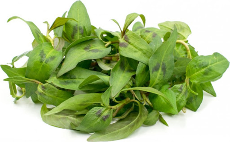 cây thuốc chữa chàm