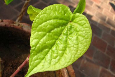 Cách chữa viêm da dị ứng bằng bài thuốc nam dễ kiếm