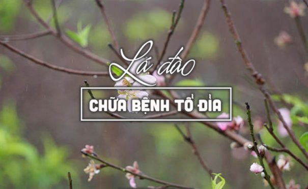 lá đào chữa bệnh tổ đỉa