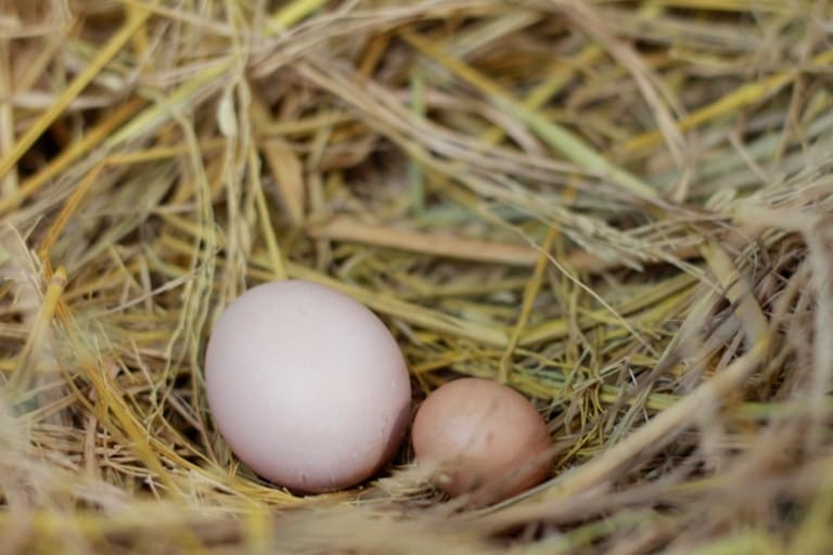 Trứng gà so có kích thước nhỏ hơn trứng gà bình thường nhưng có giá trị dinh dưỡng cao hơn.
