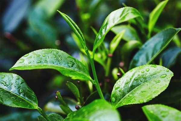 Các bài thuốc Nam chữa viêm da cơ địa