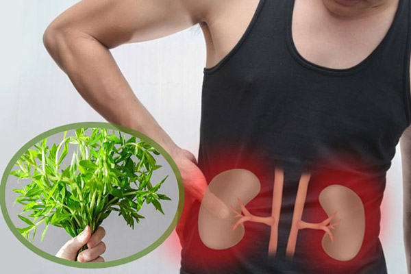 Chữa thận yếu bằng thuốc nam