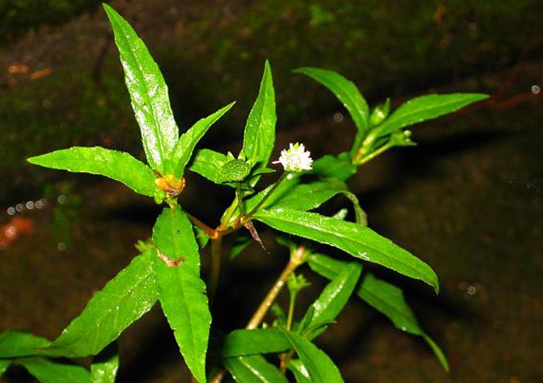 Cỏ mực thu hái về cần chú ý vệ sinh sạch sẽ trước khi dùng để trị bệnh, tránh gây phản tác dụng mang lại