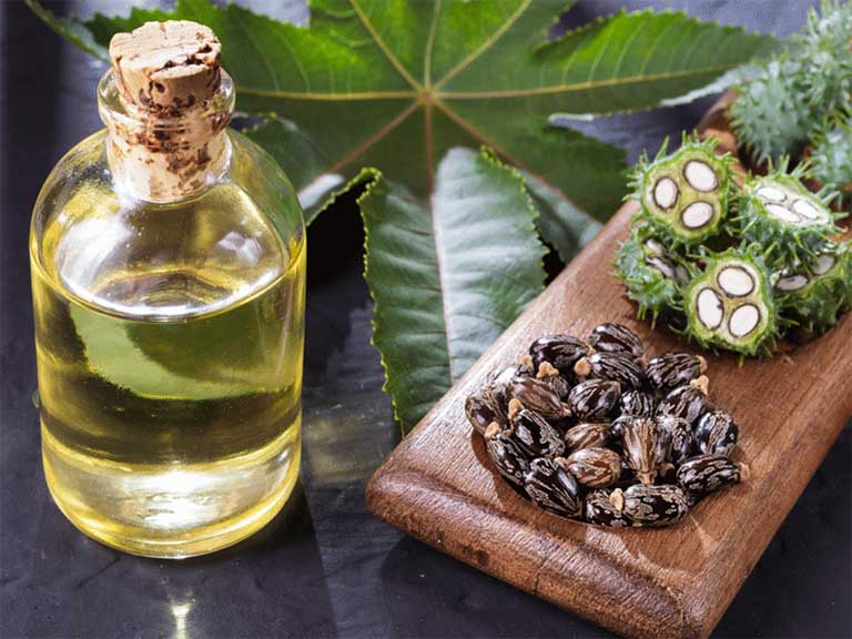 Do lá và hạt của cây thầu dầu tía có chứa lượng chất độc nên người bệnh cần thận trọng khi sử dụng để chữa bệnh trĩ