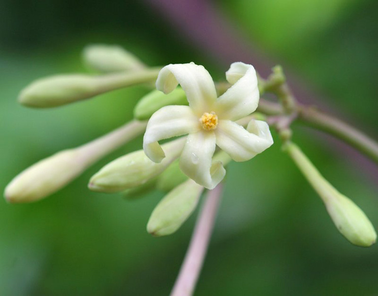 Trong hoa đu đủ đực có chứa nhiều dưỡng chất giúp ổn định hệ tiêu hóa và ngăn chặn tình trạng táo bón