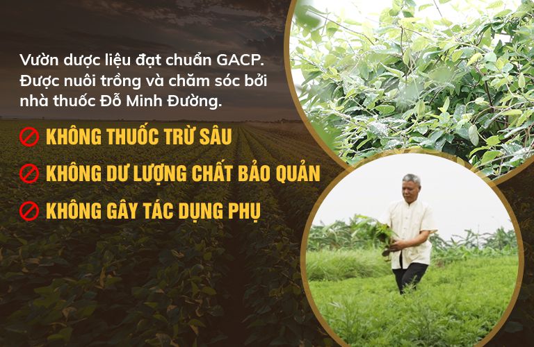 Vườn dược liệu đạt chuẩn GACP - WHO của nhà thuốc Đỗ Minh Đường