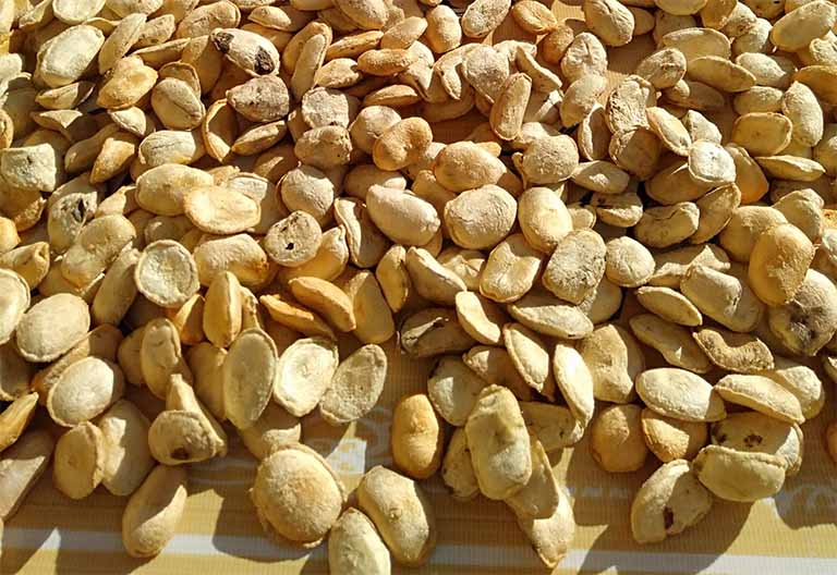 Dùng hạt sang chữa đau dạ dày là phương thuốc của người H’Mông được lưu truyền từ lâu và cho đến ngày hôm nay
