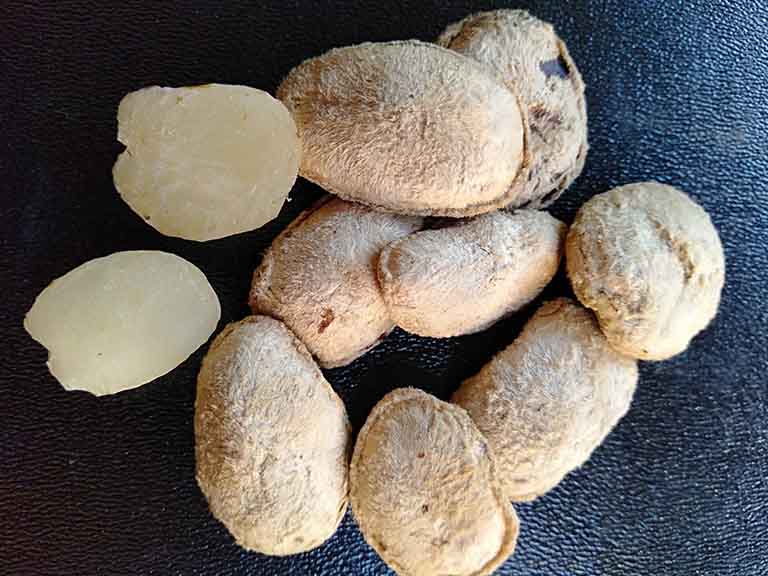 Hạt sang là dược liệu có kích thước bằng hạt cúc áo, thường thu hoạch chủ yếu vào tháng 11 năm nay đến tháng 4 năm sau