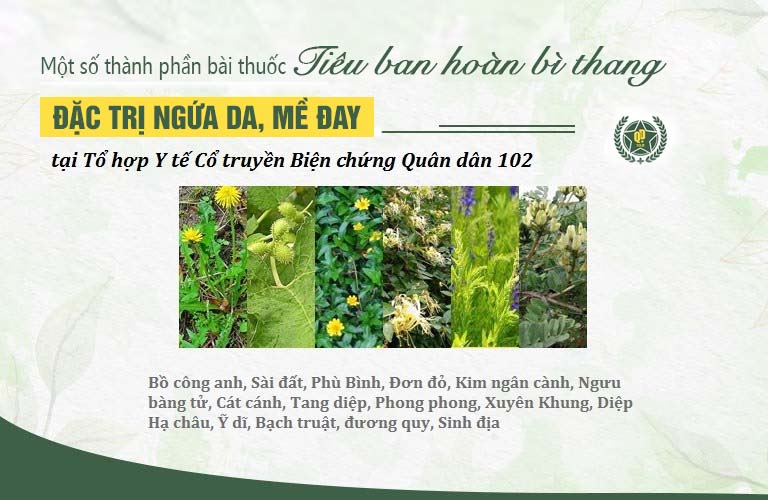 Các thành phần thảo dược tự nhiên an toàn, lành tính trong bài thuốc Tiêu ban hoàn bì thang Quân dân 102