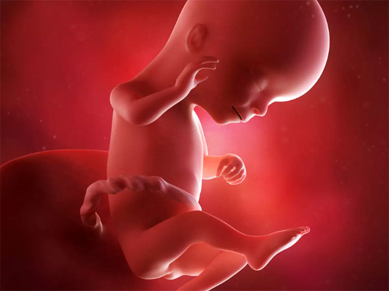 Việc dùng thuốc dạ dày khi mang thai ở từng thời kỳ sẽ ít nhiều tác động đến quá trình hình thành và phát triển của thai nhi