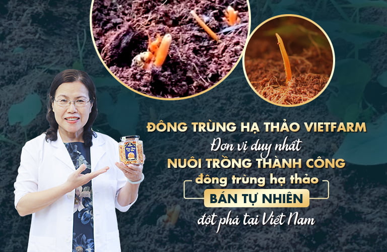 Đông trùng hạ thảo bán tự nhiên Vietfarm được nuôi trồng tại vùng núi Mẫu Sơn - Lạng Sơn