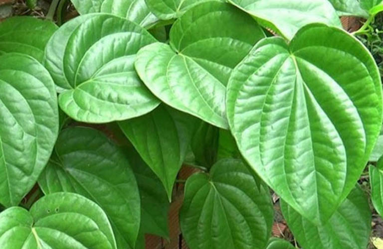 Xông hơi lá trầu không phù hợp với người bị hắc lào ờ mặt