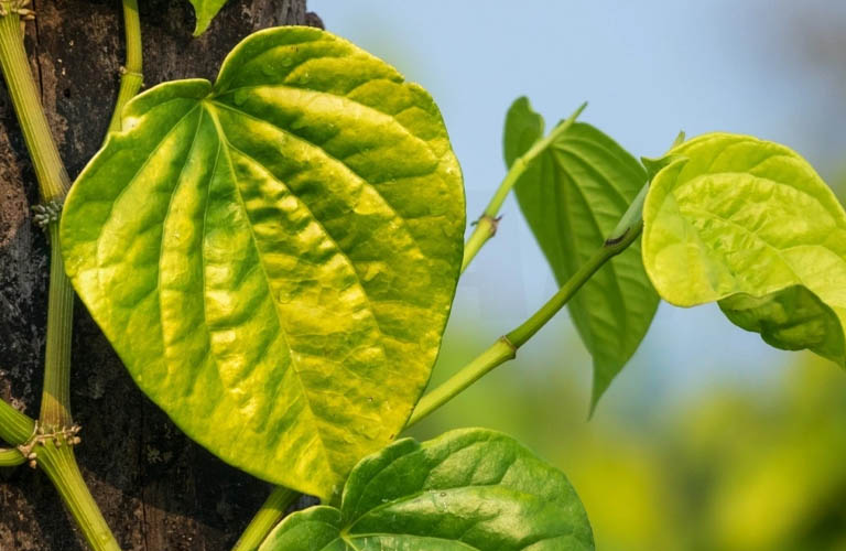 Tắm nước lá trầu không giúp cải thiện bệnh hắc lào toàn thân