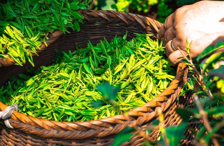 Dùng nước lá trà xanh để tắm giúp làm giảm ngứa ngáy vào ban đêm