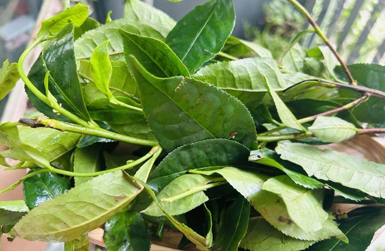Lá chè xanh có tác dụng kháng khuẩn giảm viêm nhiễm trên da