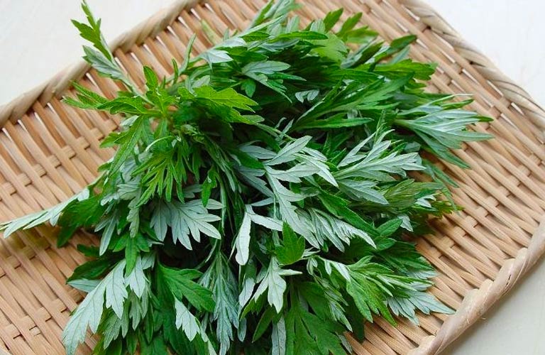 Bài thuốc từ cây ngải cứu mang lại hiệu quả tốt